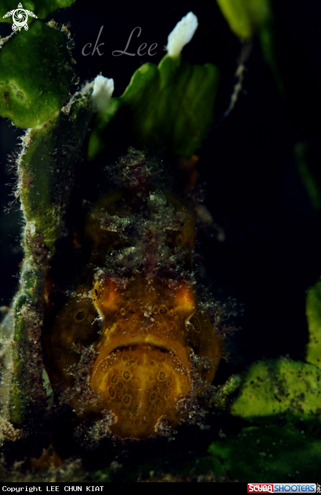 A Frogfish