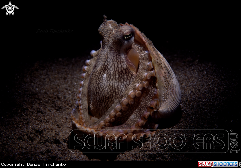 A OCTOPUS