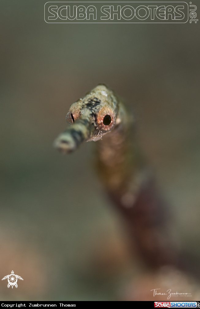 A Pipefish 