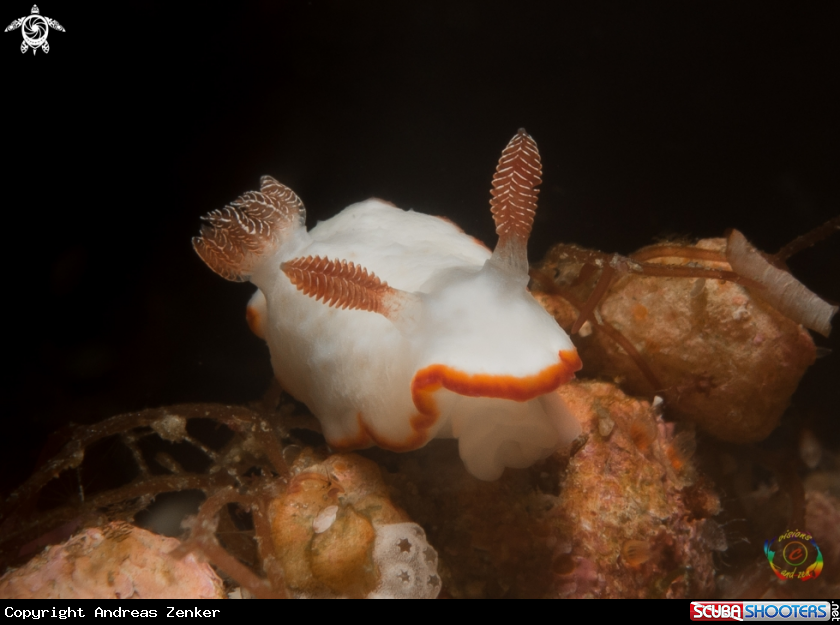A Goniobranchus verrieri  