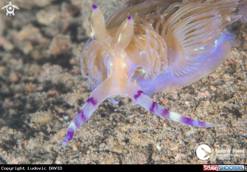 A Blue Dragon Nudibranch