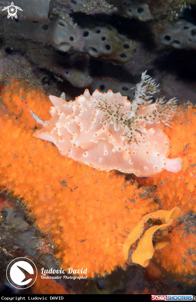 A Batangas Halgerda Nudibranch