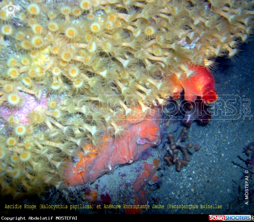 A underwater creature