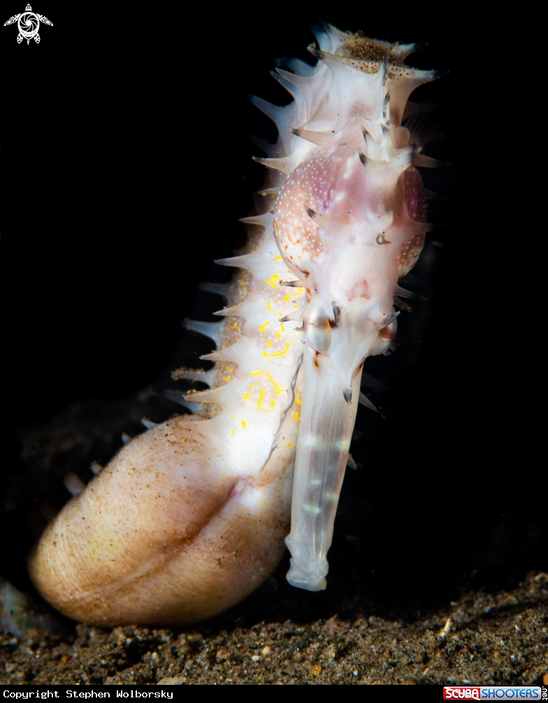 A Thorny seahorse