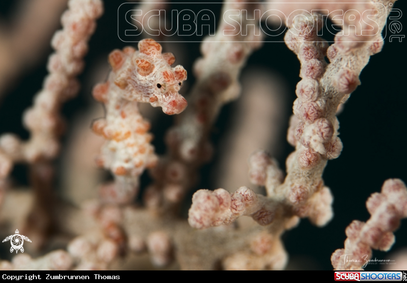 A Pygmi Seahorse Bargibanti