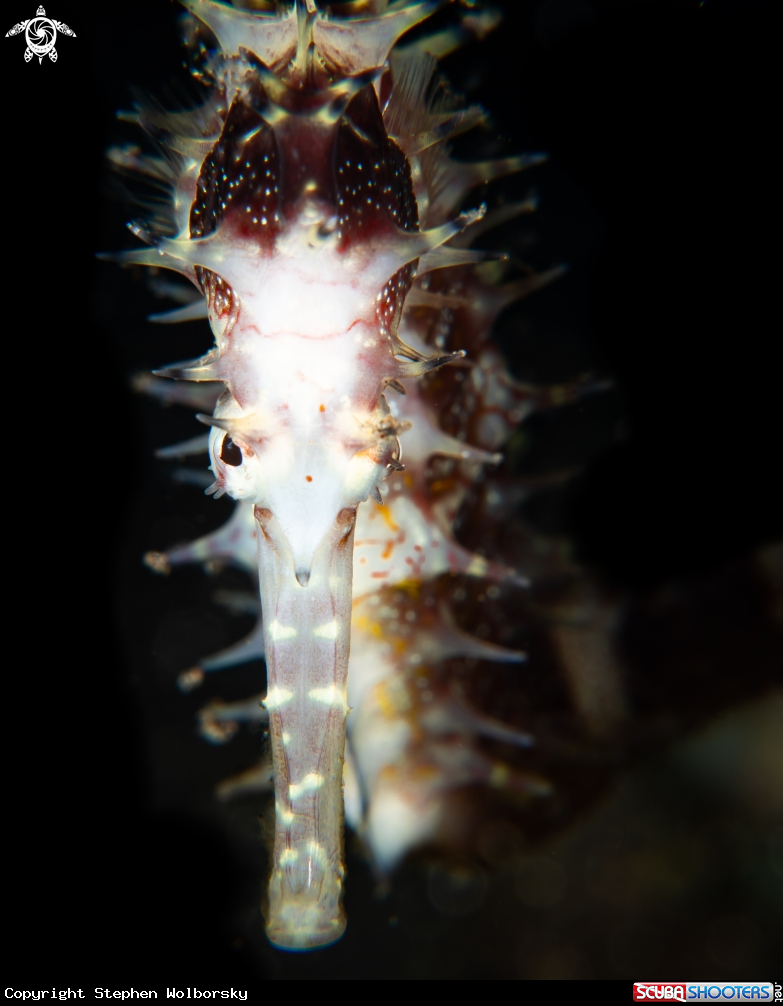 A Thorny seahorse