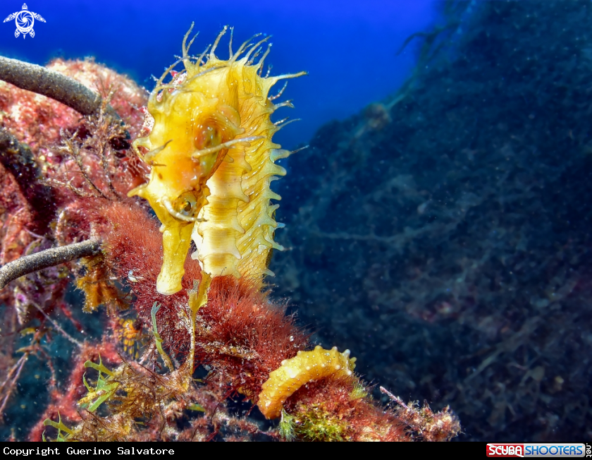 A Hippocampus