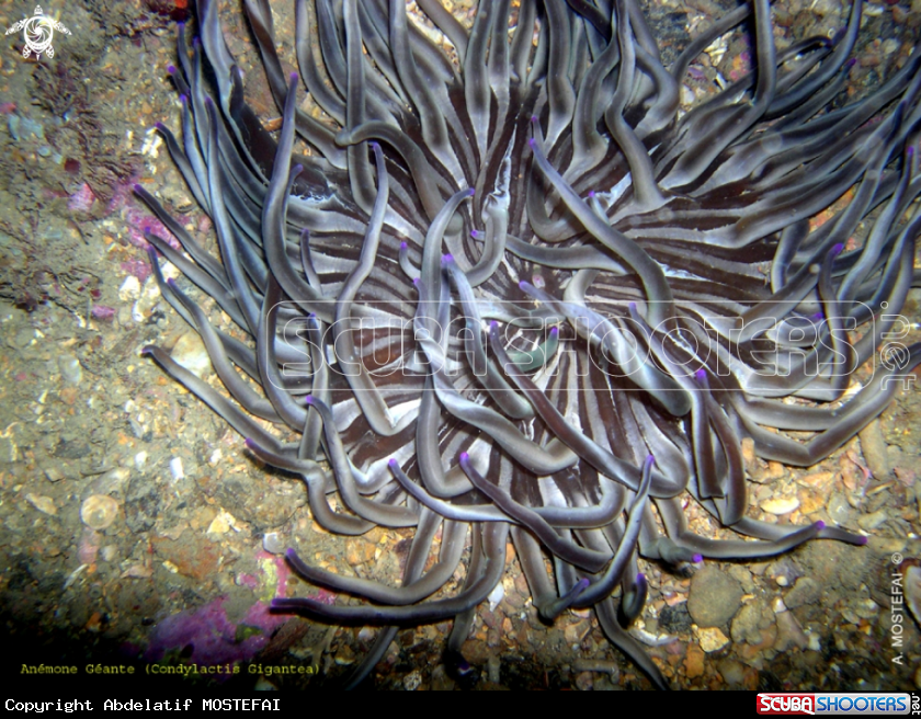 A underwater creature