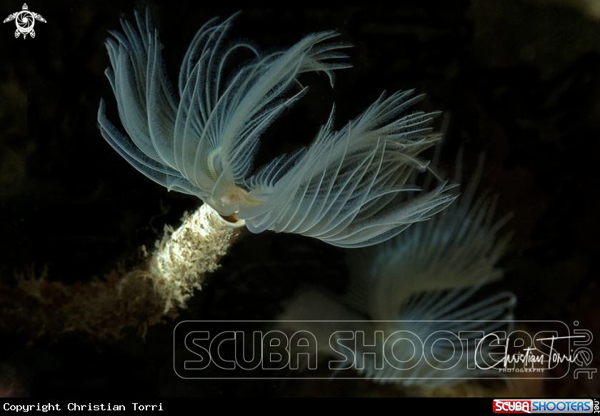 A Mediterranean fan worm