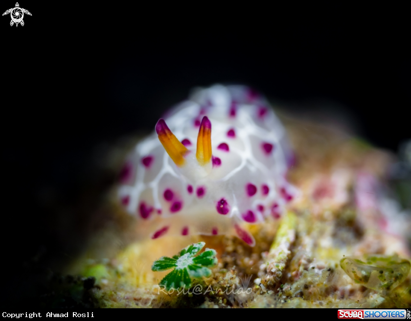 A Nudibranch