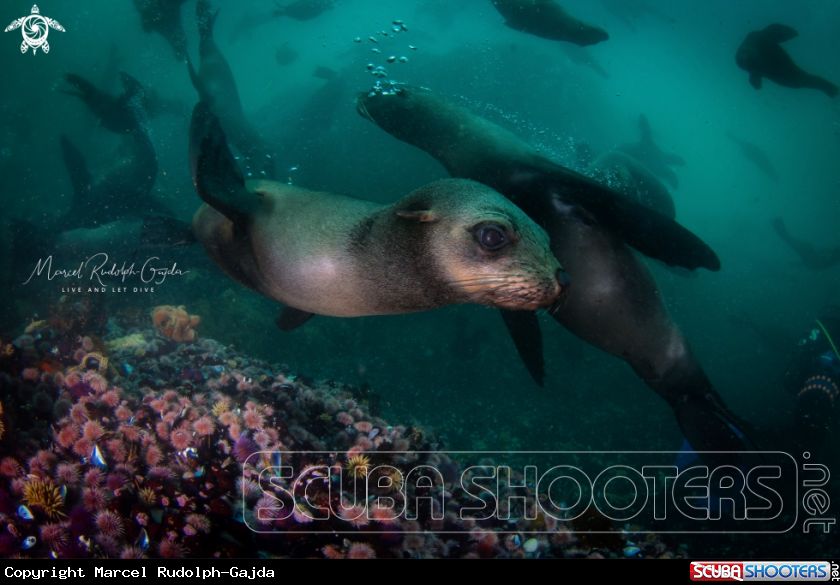 A Furseals