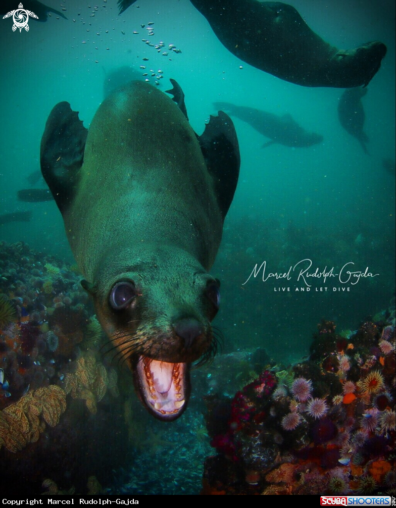 A Furseal