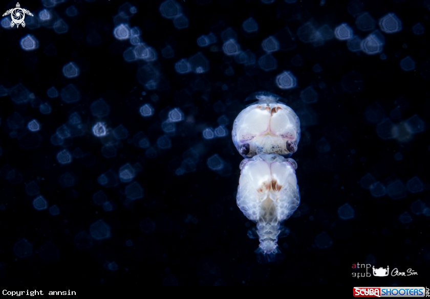 A Larval crab