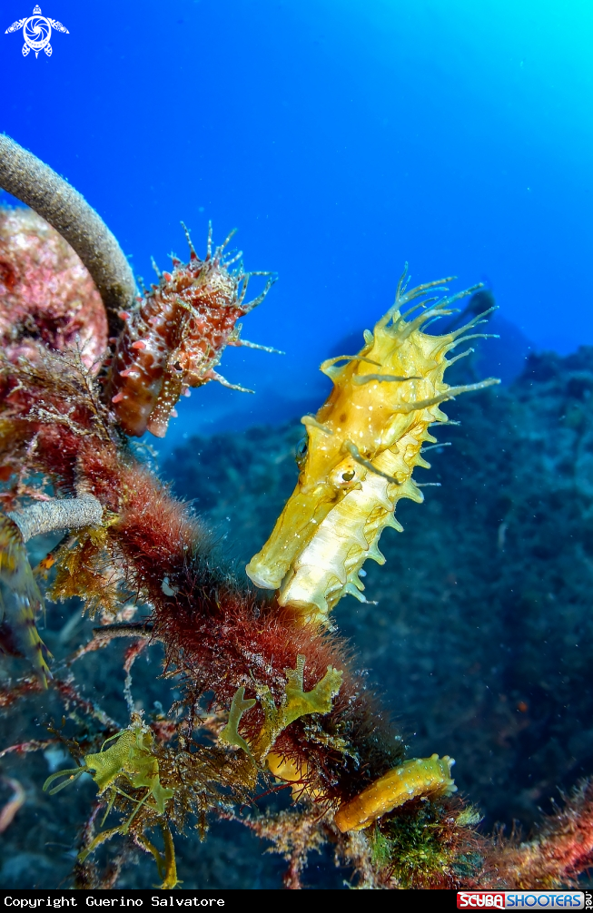 A seahorse