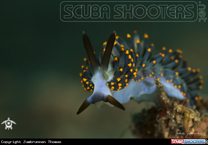 A Nudibranch 