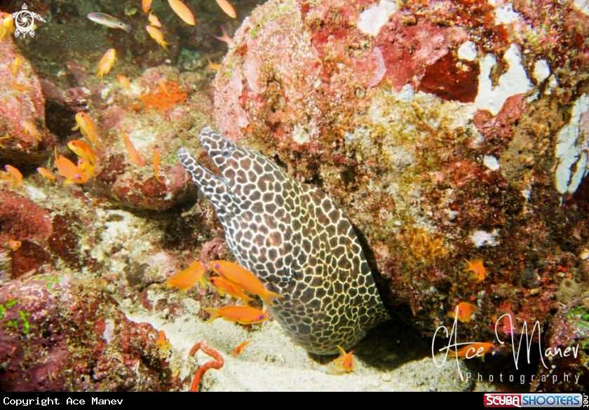 A Honeycomb Moray Eel