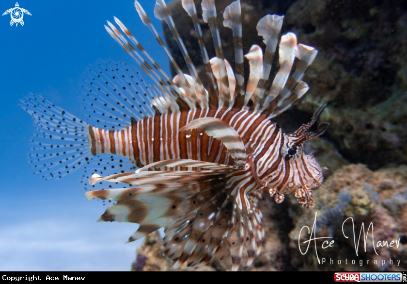 A Lionfish