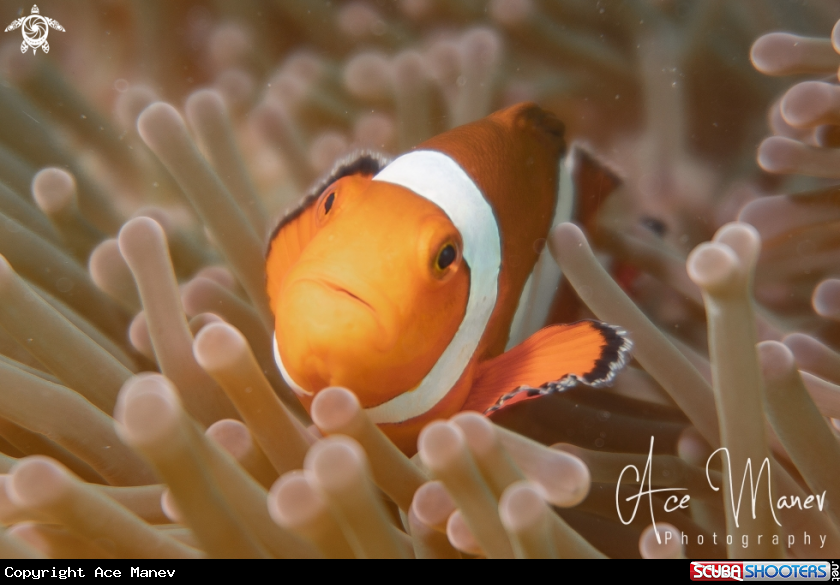 A Anemone Fish