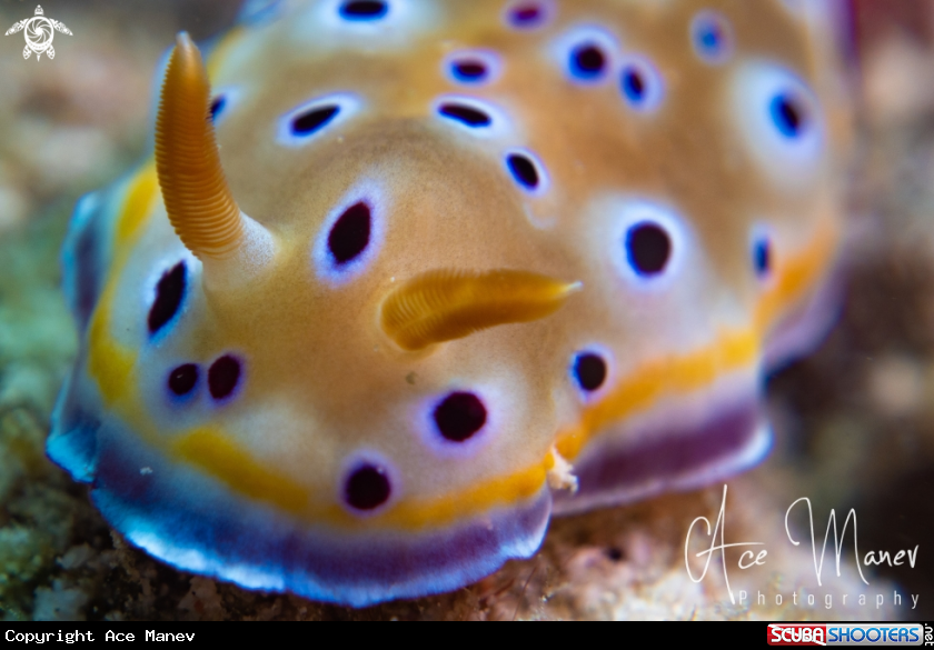 A Nudibranch