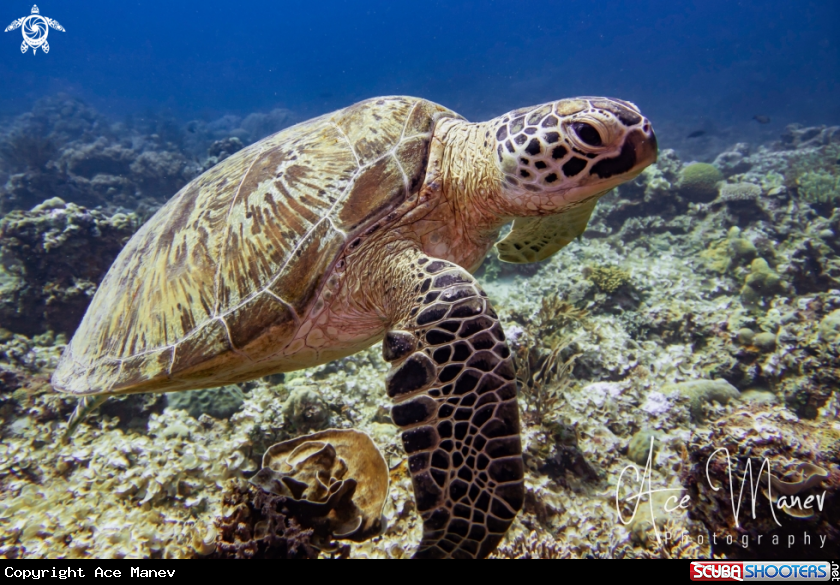A Sea Turtle