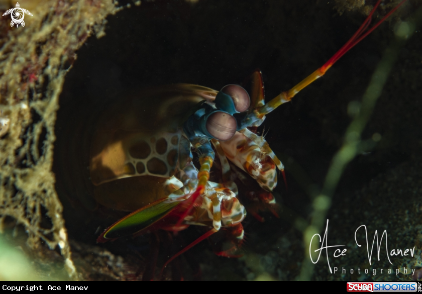 A Mantis Shrimp