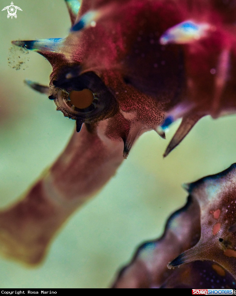 A Thorny Seahorse