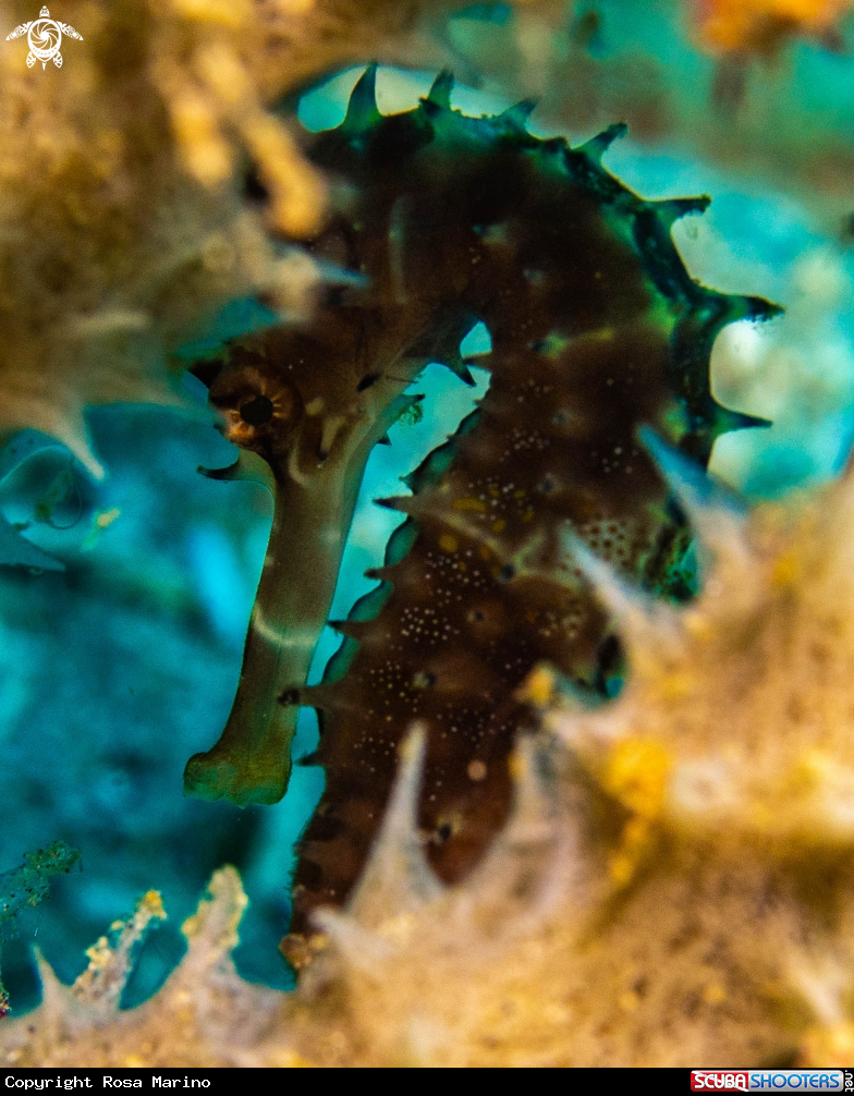 A Thorny Seahorse