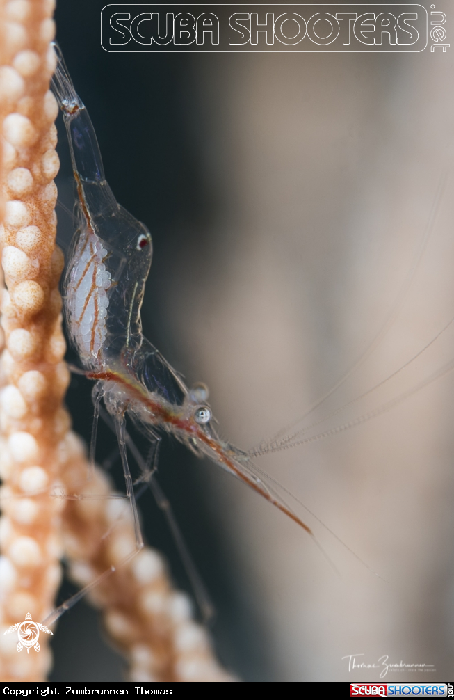 A Shrimp
