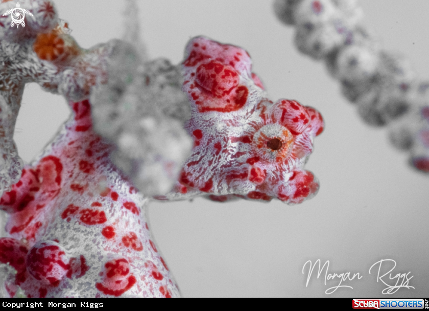A Pygmy Seahorse