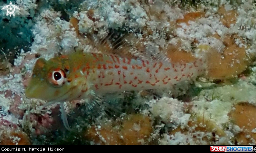 A ? Saddle Blenny