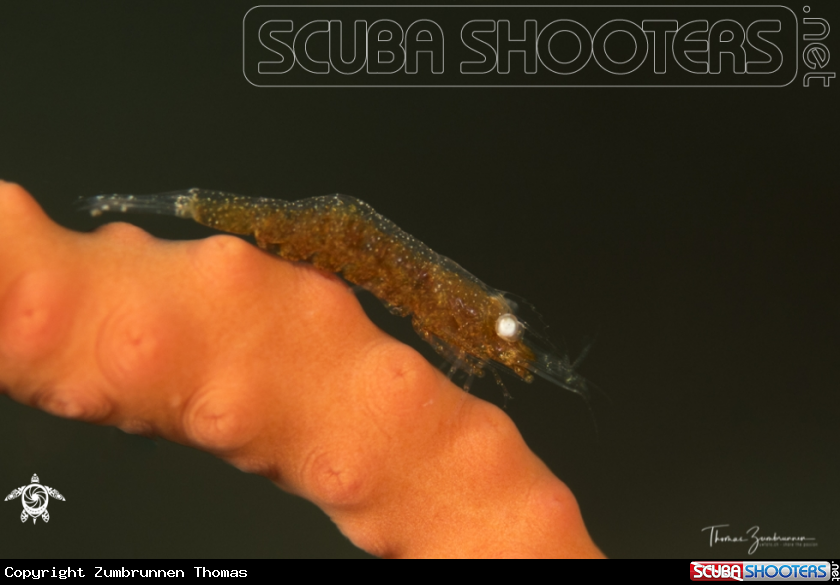 A Shrimp