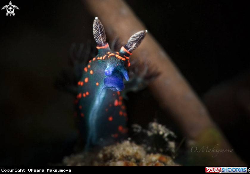 A Nudibranch Nembrotha milleri, juvenile 