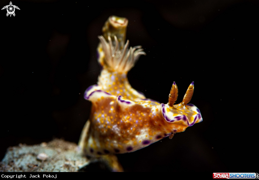 A Ceratosoma tenue