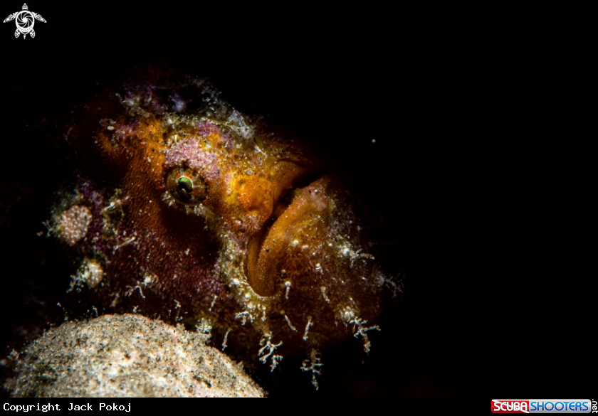 A Nudiantennarius subteres