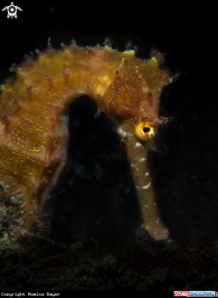 A Thorny Seahorse