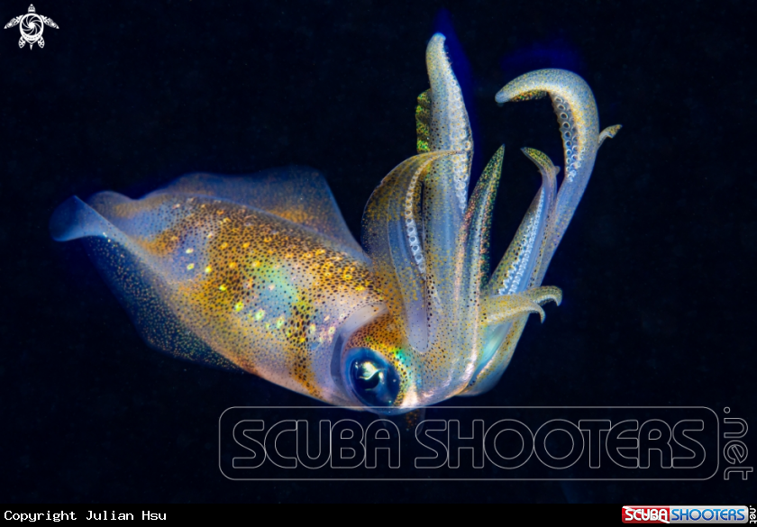 A Bigfin reef squid