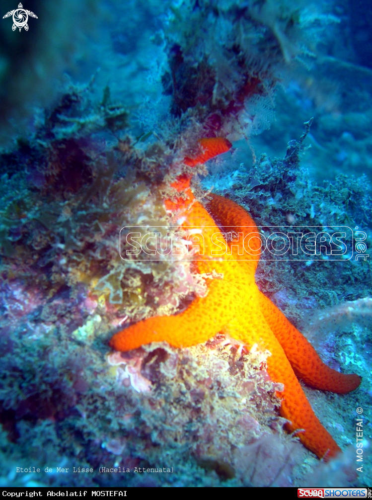 A underwater creature