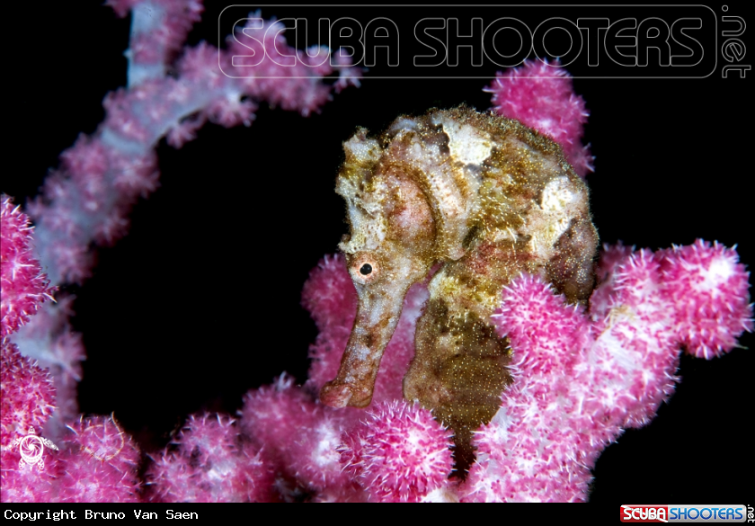 A Common Seahorse