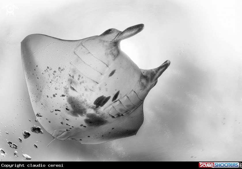 A manta