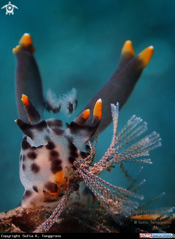A Nudibranch