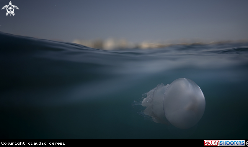 A barrel jellyfish