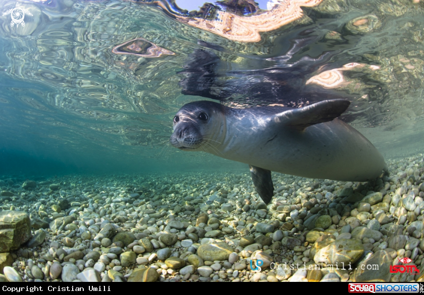 A Monk seal