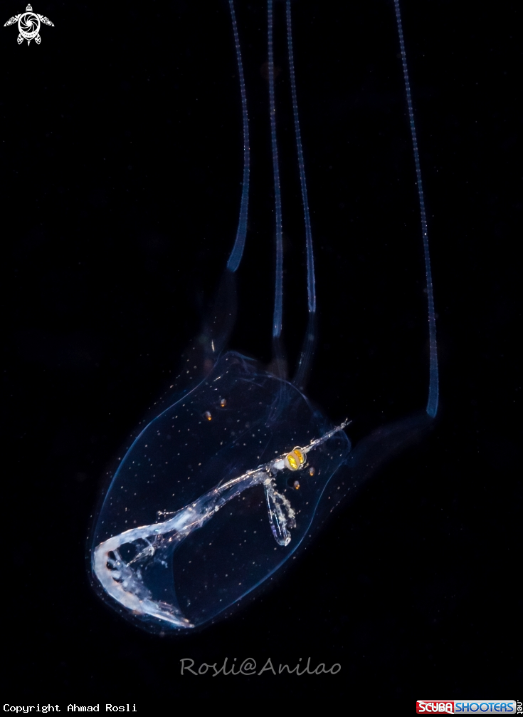 A Larval mantis shrimp