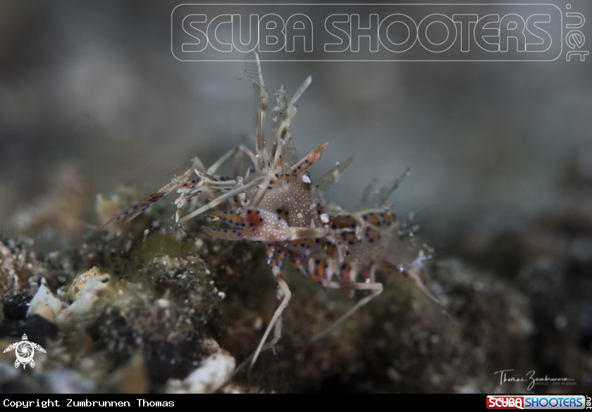 A Tiger Shrimp