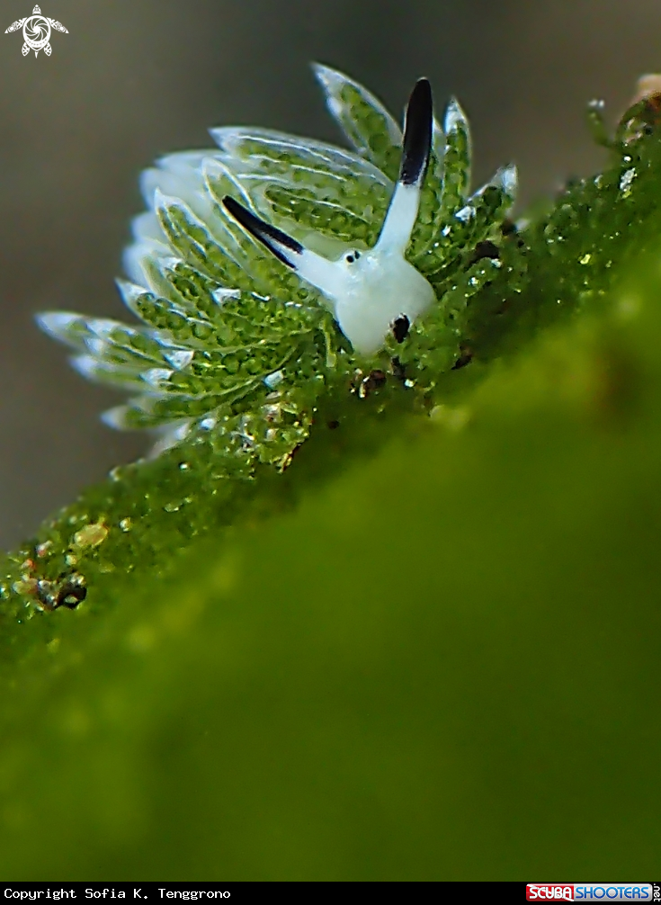 A Nudibranch