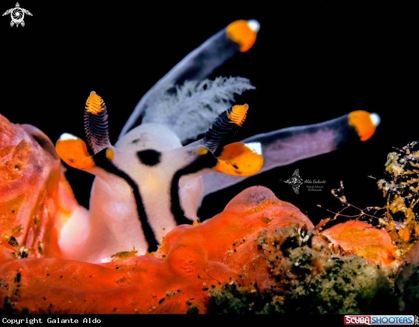 A Pikachu Nudibranch