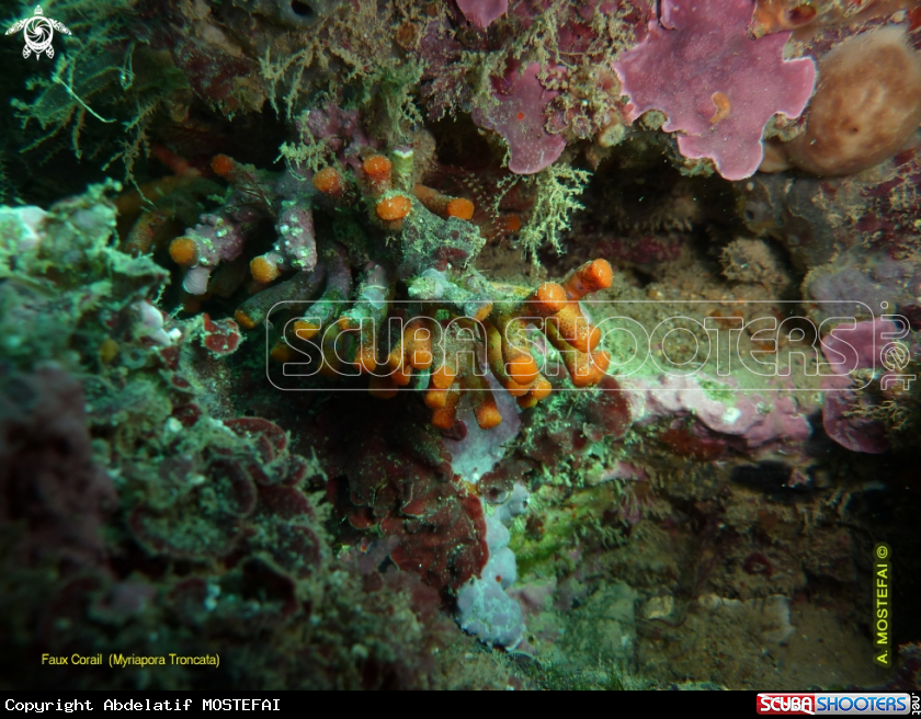 A underwater creature