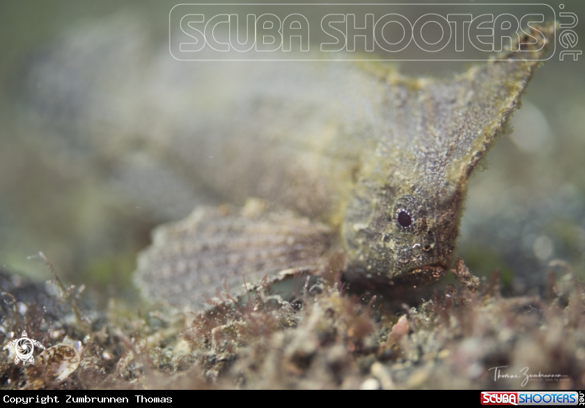 A Spiny Waspfish 