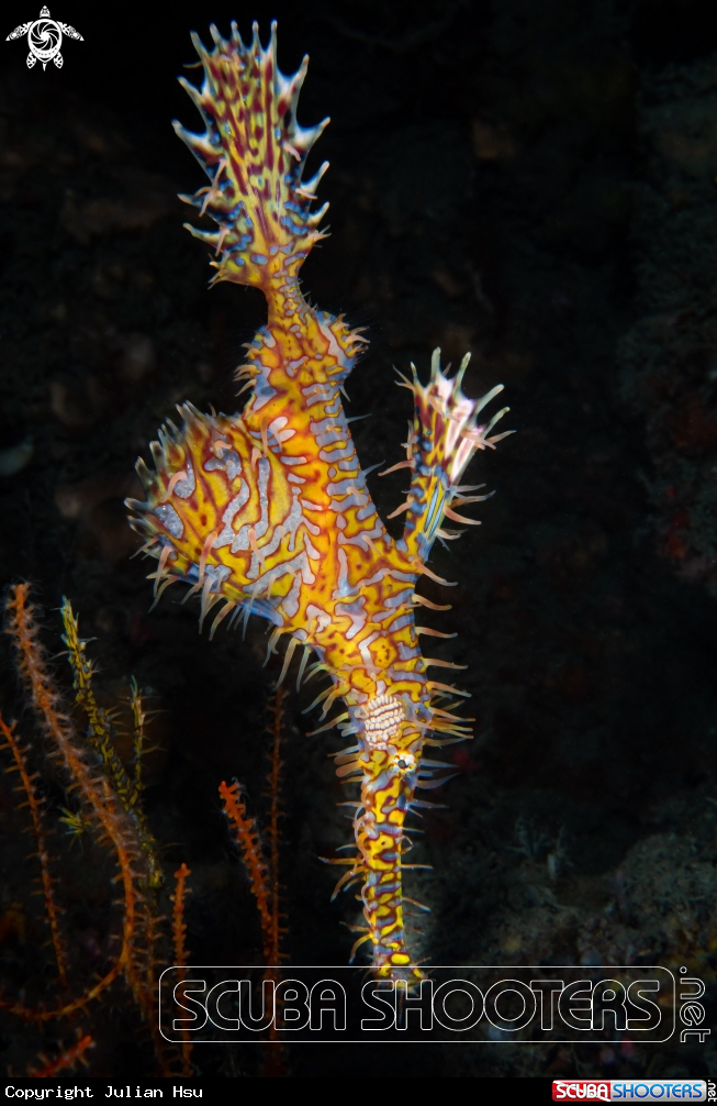 A Ornate ghost pipefish