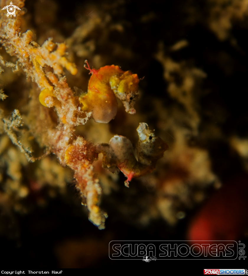 A Weedy Pygmy Seahorse